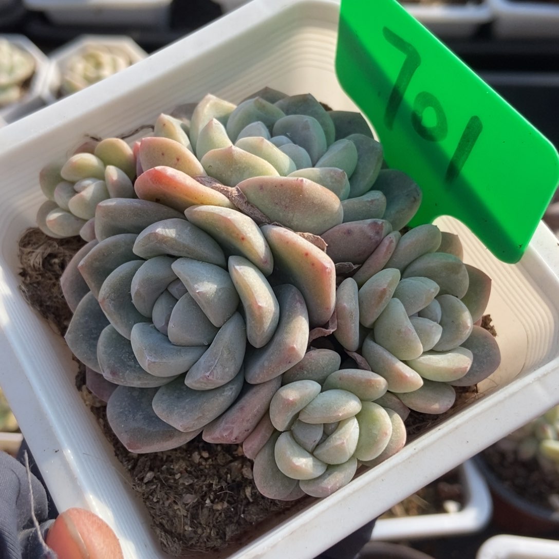 701冰玉多肉植物保护