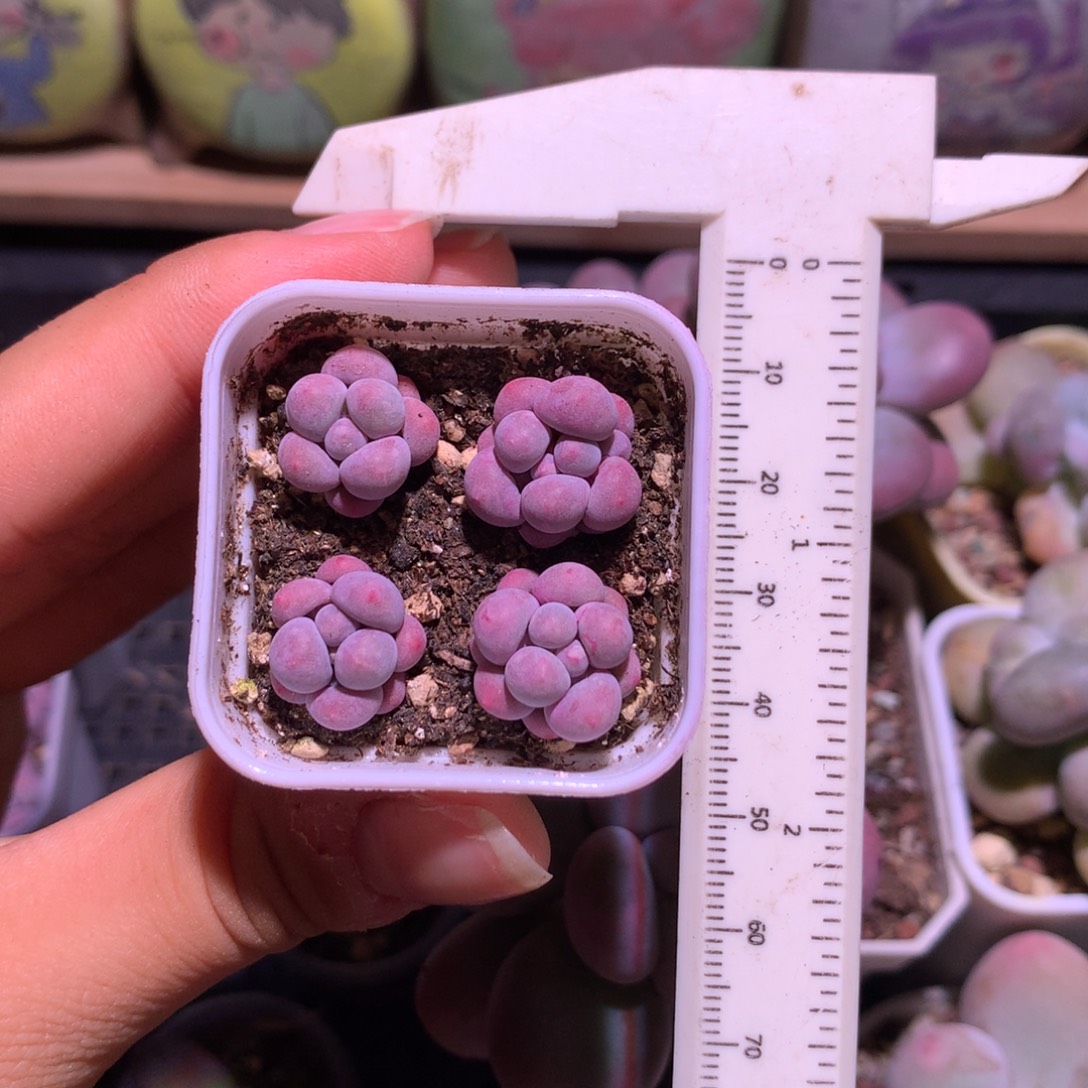 小奶包多肉哈哈哈哈