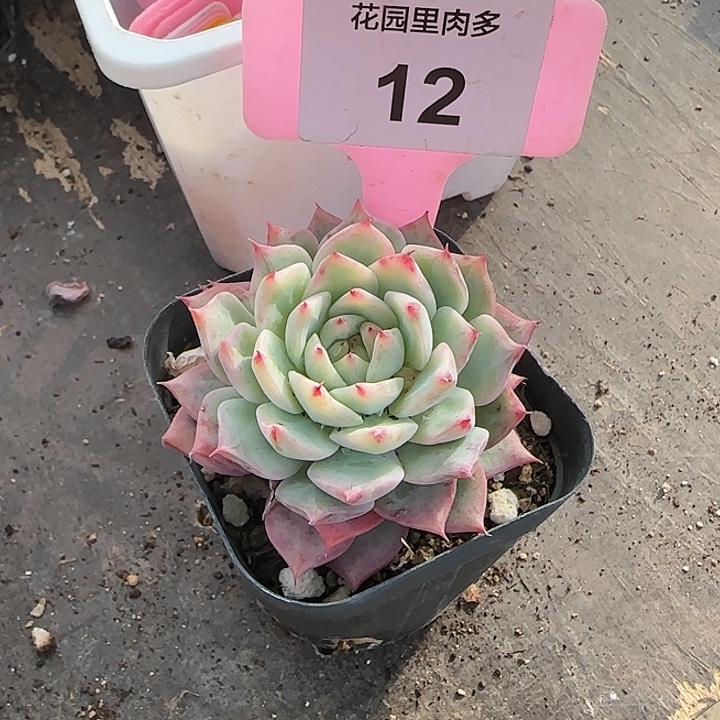 *****12不知名多肉植物植物