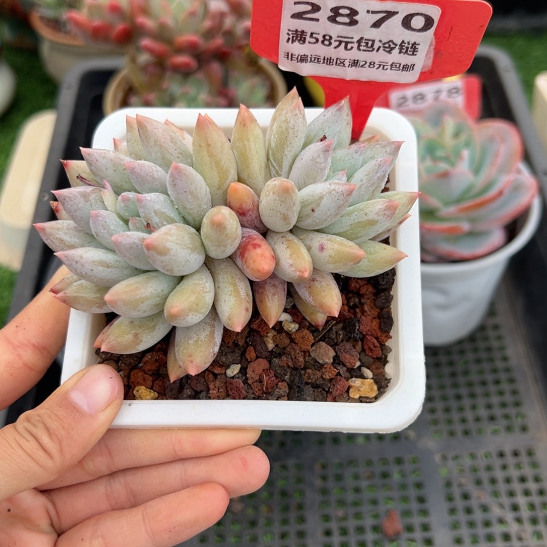 表妹精品多肉2870.