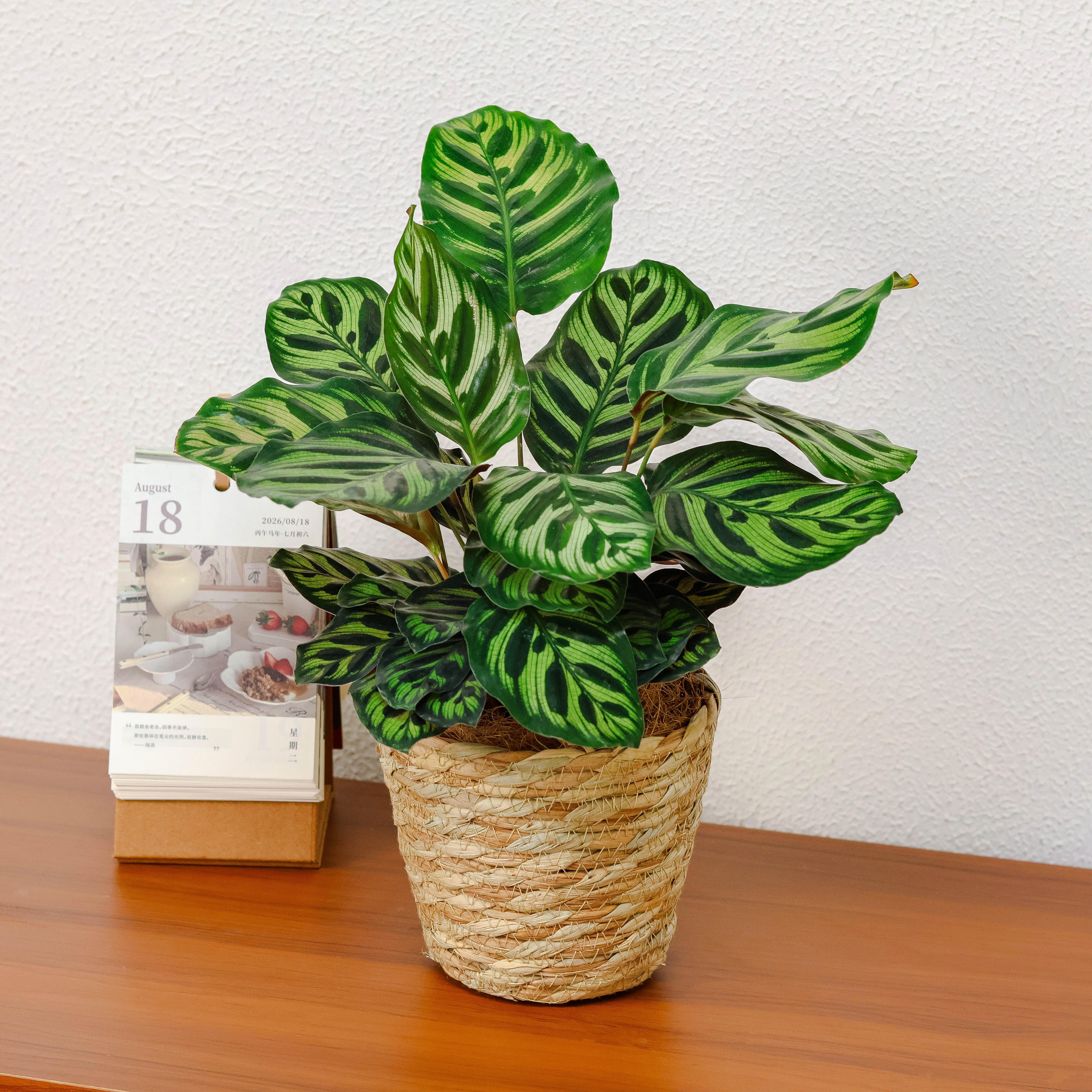 孔雀竹芋+草篮子+椰丝+接水盘绿植