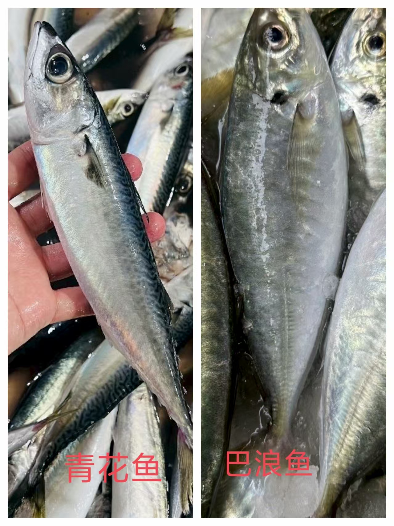 【组合装】青花鱼+巴浪鱼福建本港 新鲜青花鱼非鲐鲅鱼整条（含冰衣）