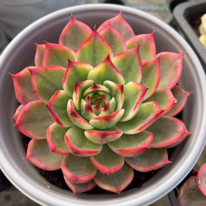 桃花锦一物一拍锦龙