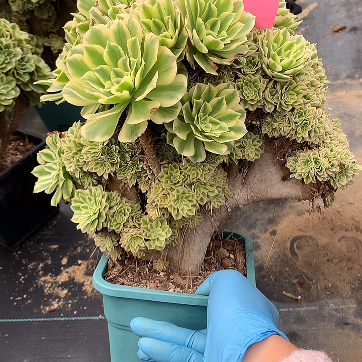 艳凝朵朵脱土发货啊