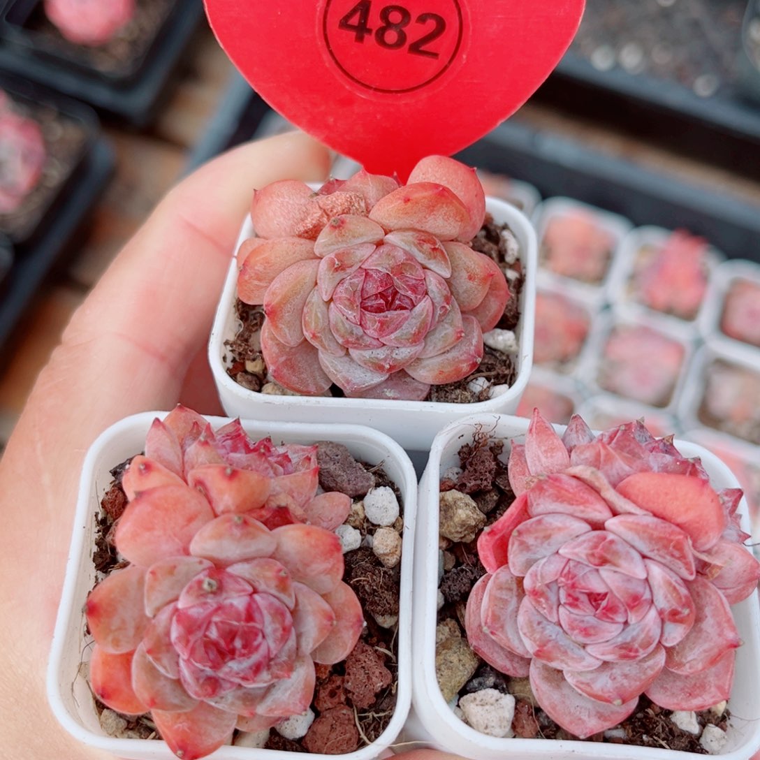 482号糖心双头3颗组合
