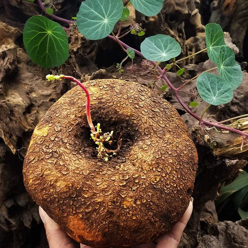 直播间一物一拍山乌龟盆栽室内圆叶绿植水培桌面盆景庭院爬藤植物
