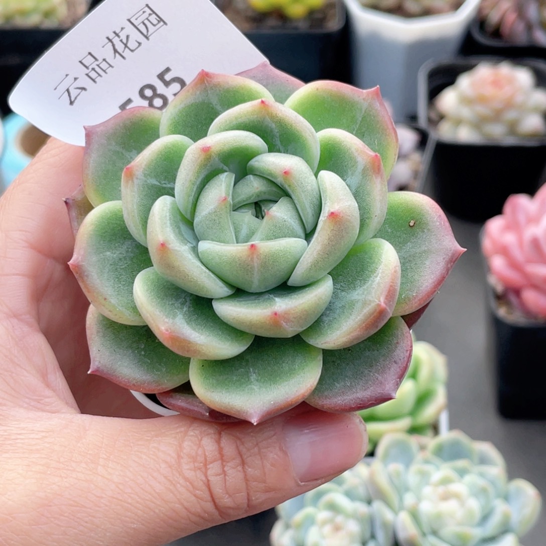 艳***585号糖心冰心珍妮