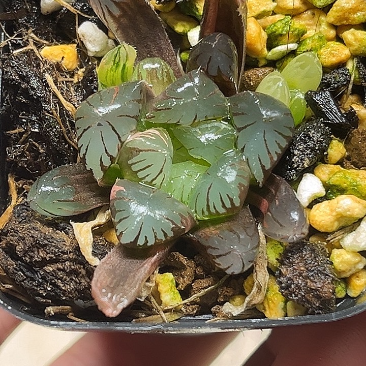 65三头N1关东大紫冰灯玉露锦