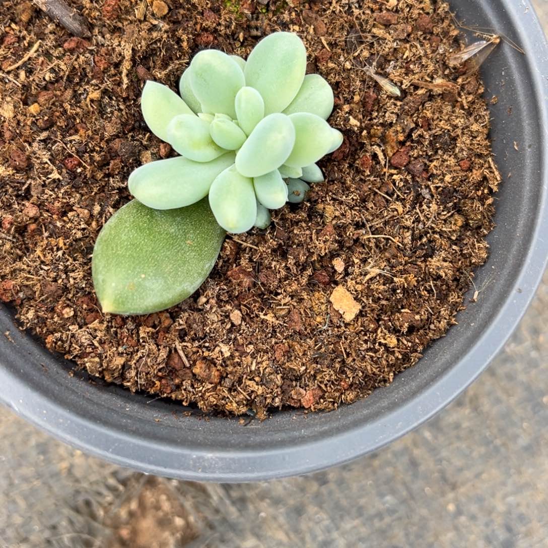 小***伴多肉植物哥特萝莉