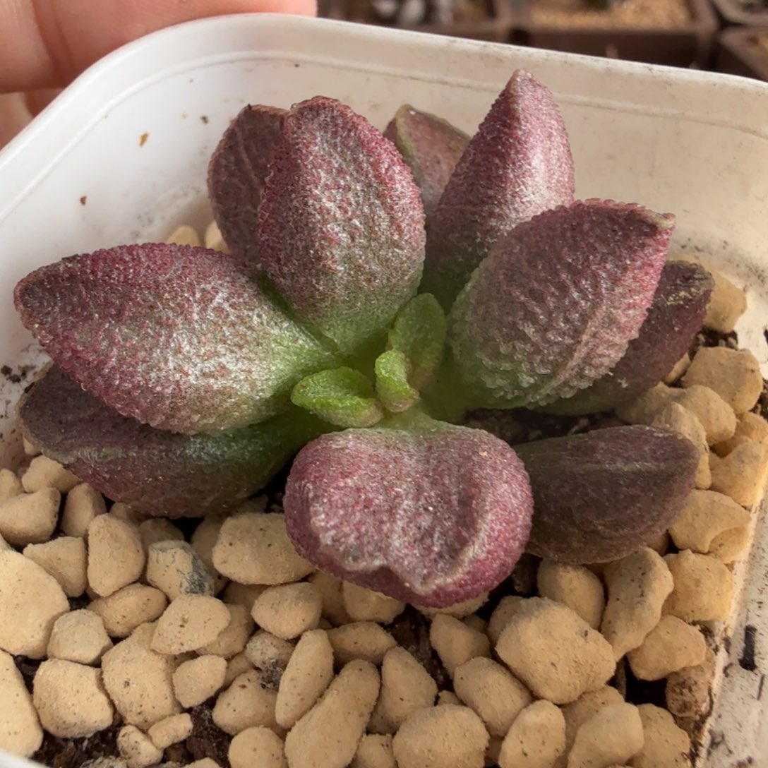 烈焰水泡多肉肉肉