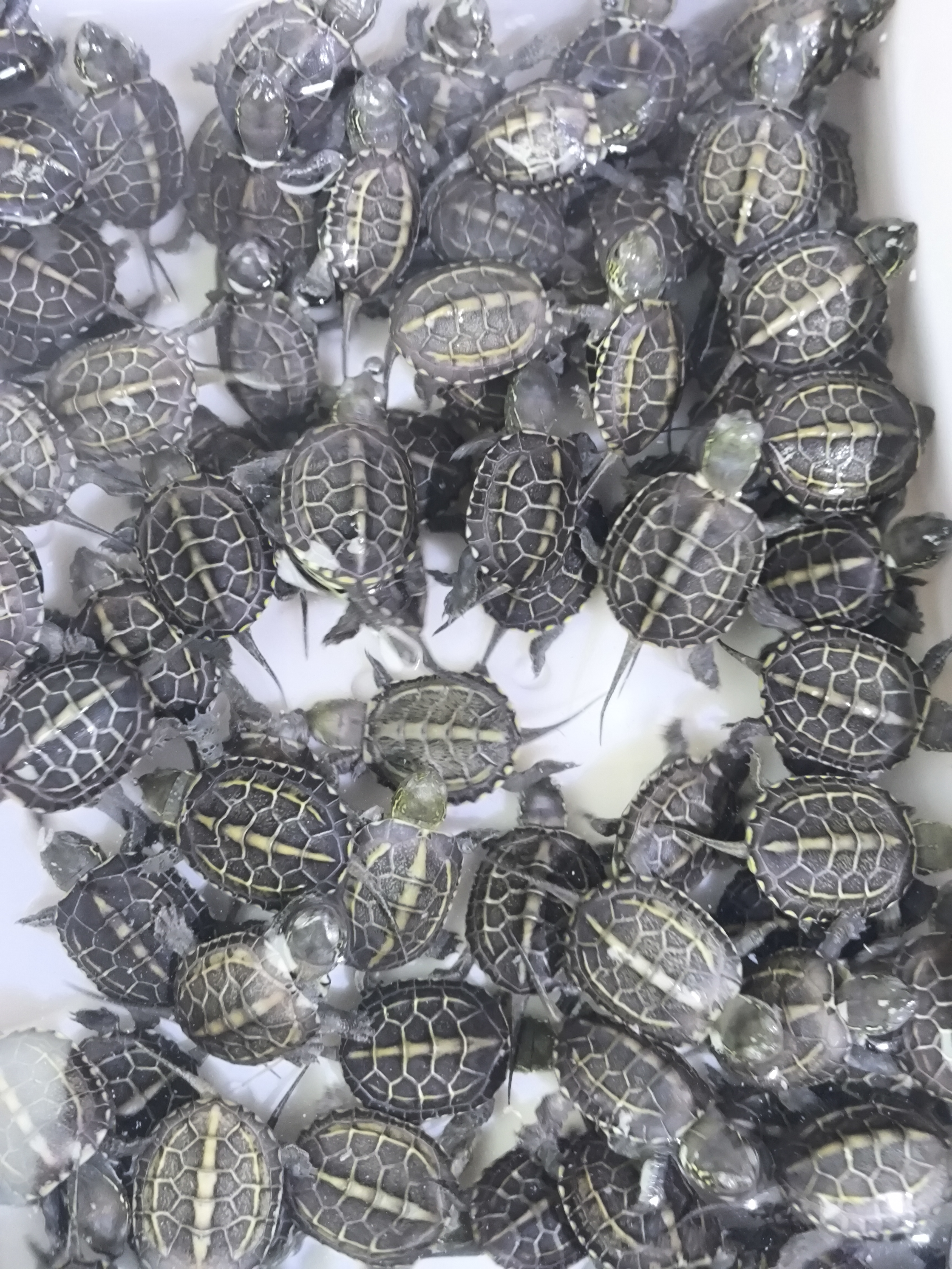 活体金线草龟粗绿头绿鳞黑金