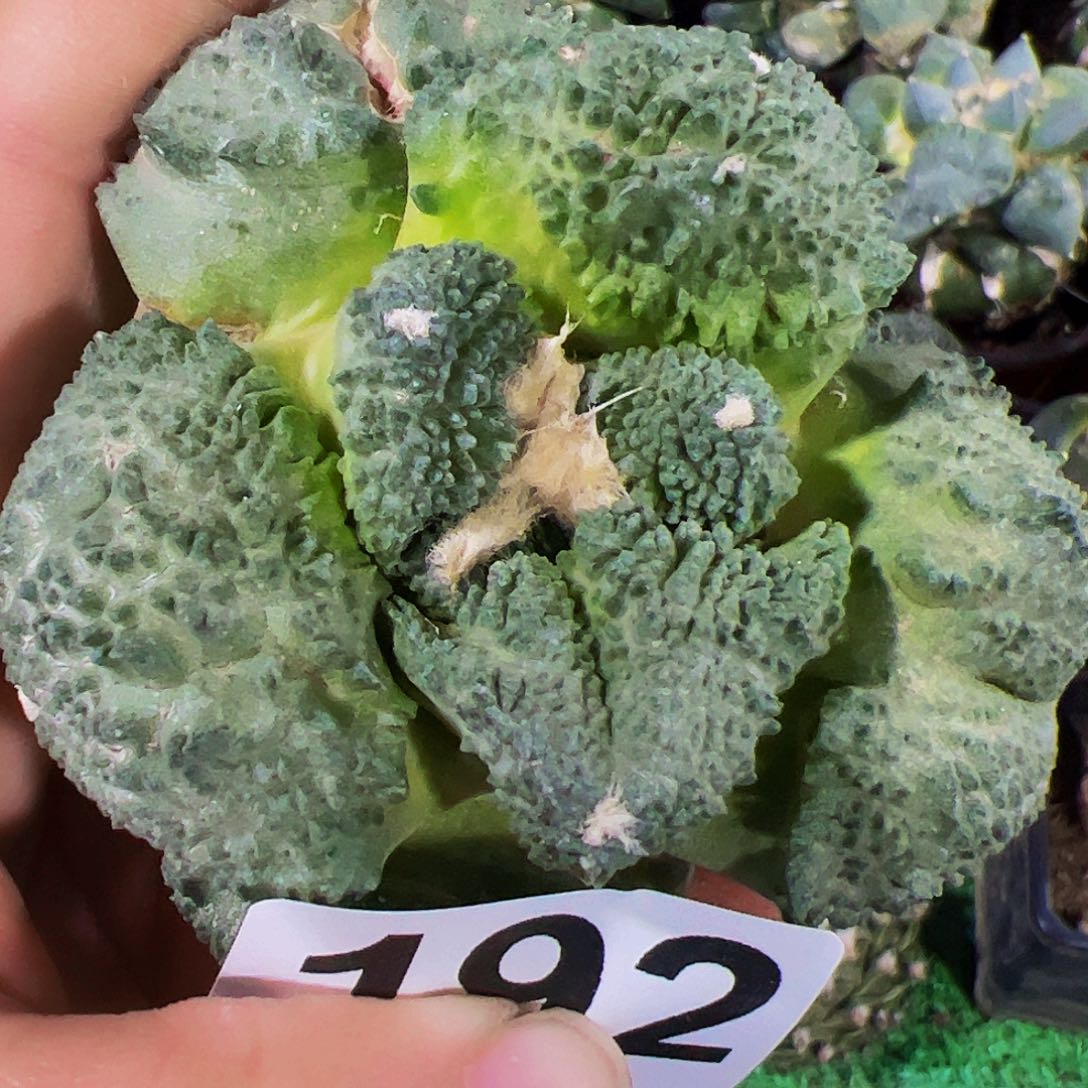 无花朵颗粒大尤龟甲牡丹192