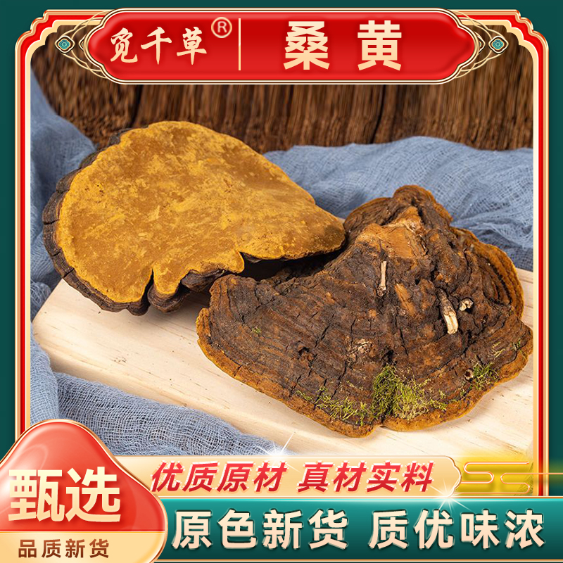 西藏桑黄 老树桑黄甄选大块野采桑树桑黄泡水煮水滋补食用菌