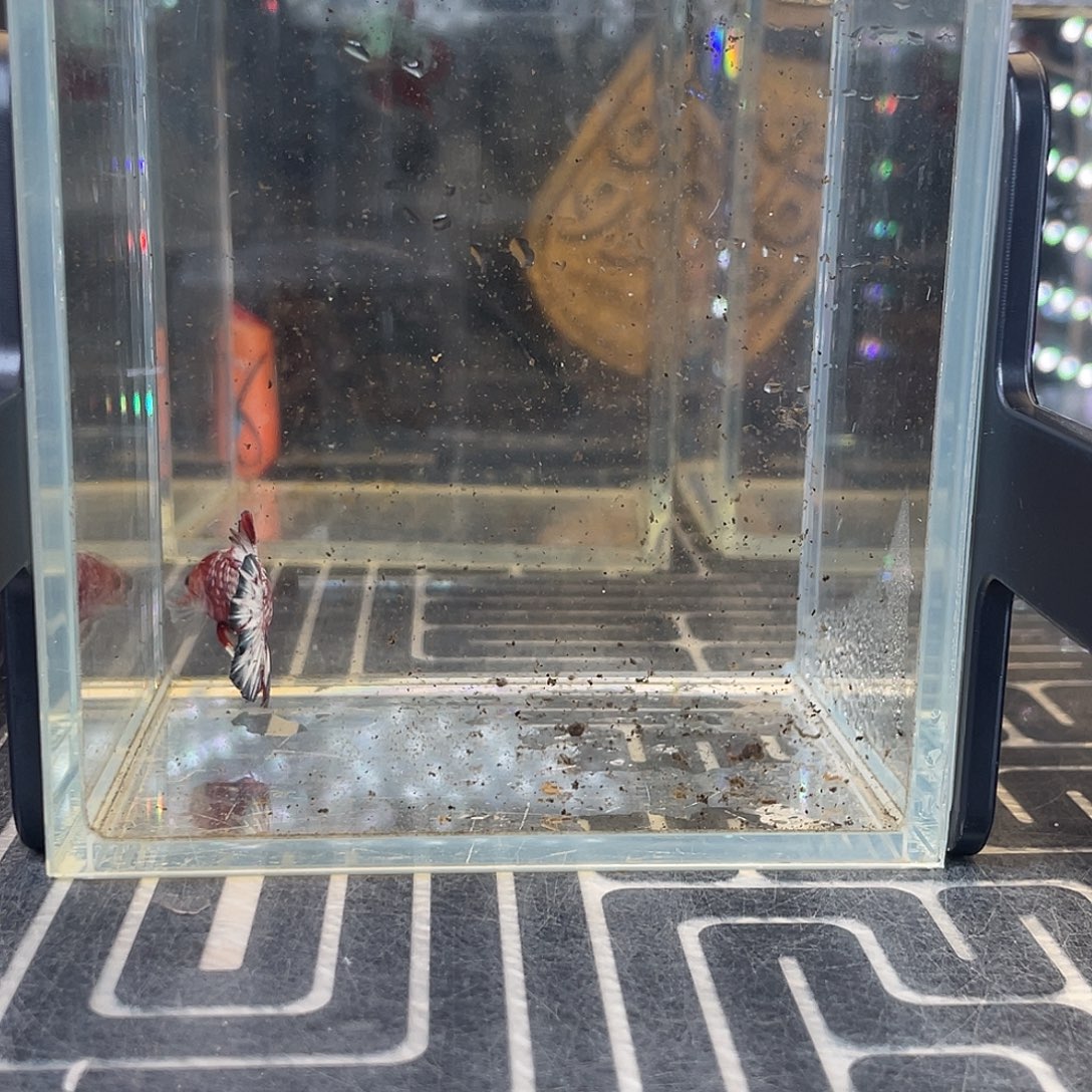 斗鱼6号1121早豹子