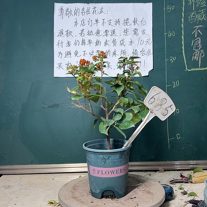 完全开放暗斑夕阳红 685