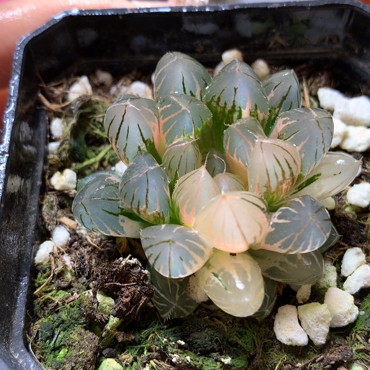 霓虹灯玉露锦带盆土发货