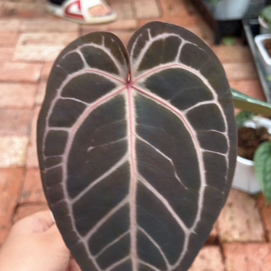 不开花植物米歇尔杂黑刷子