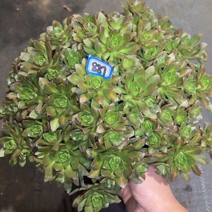 花茶887法师多肉