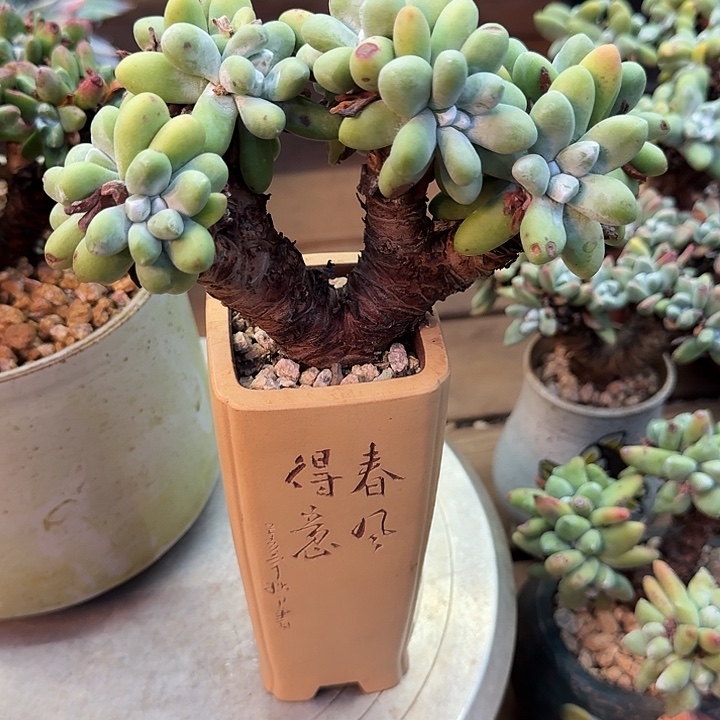 丽***肉丸叶拇指仙女杯老庄