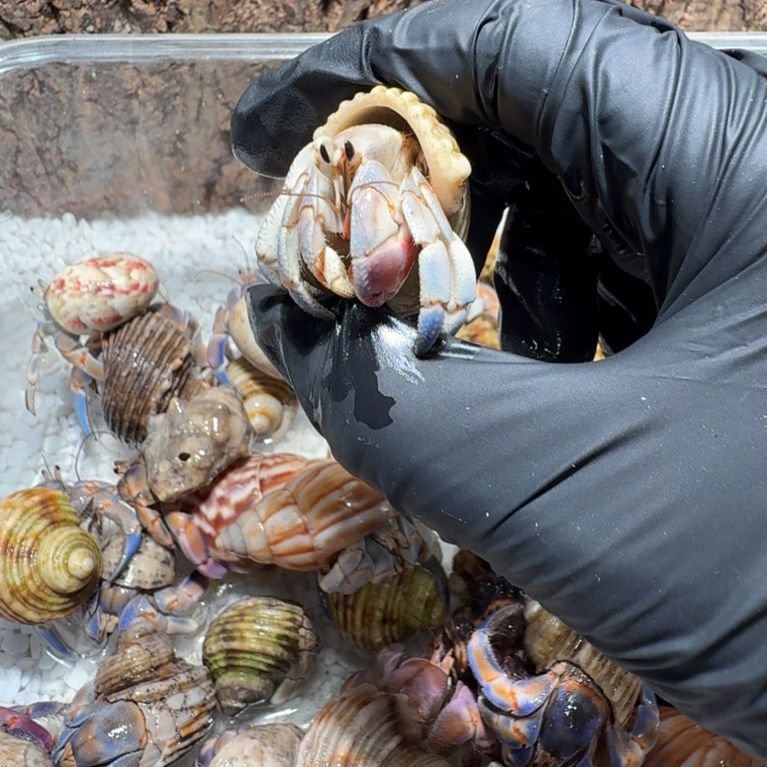 哇***栽哇呜直播间挑选紫陆