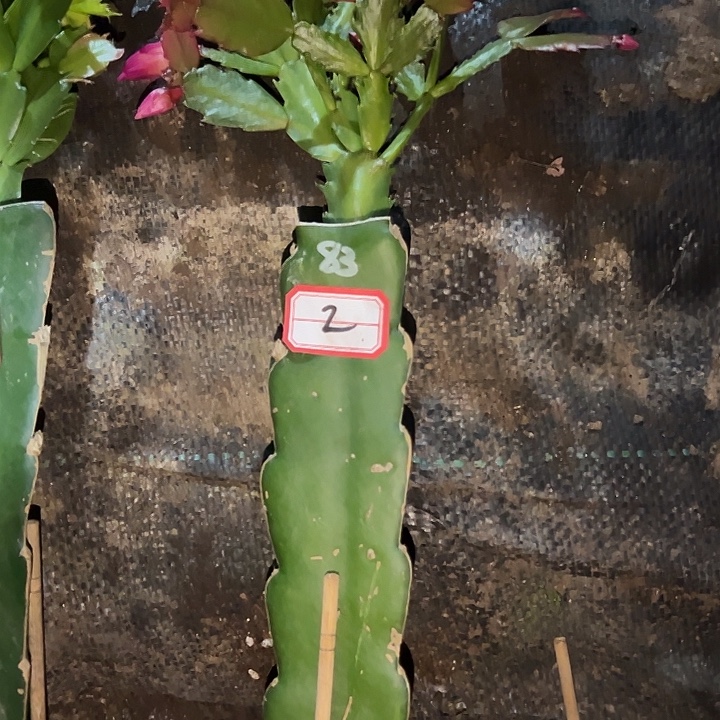 成***了，2号带盆083嫁接苗