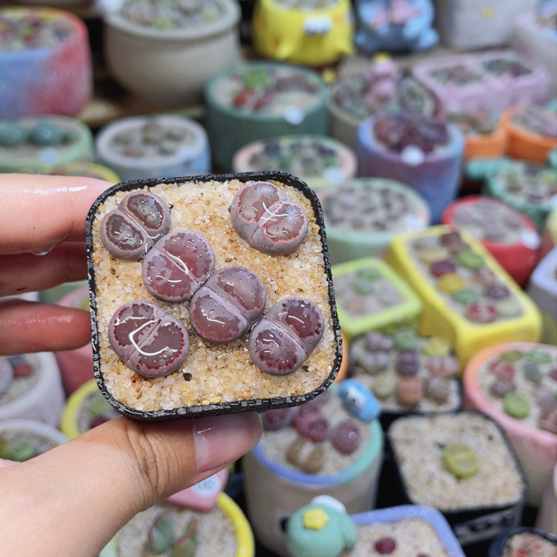 876。888888888885855558855888