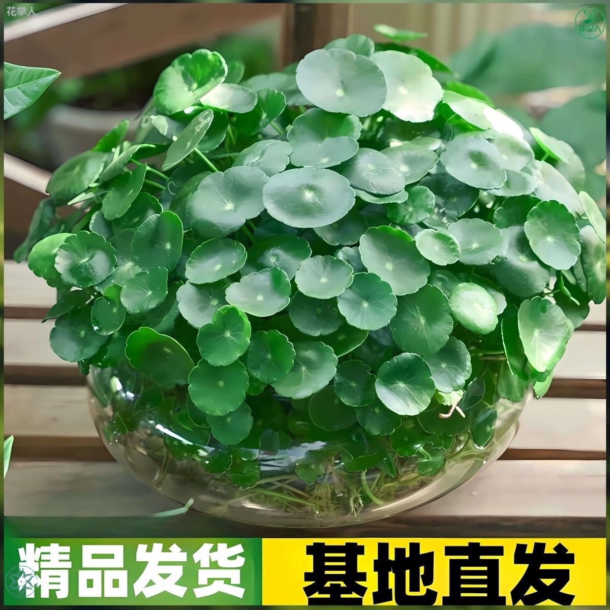 【无需种植】铜钱草盆栽室内外水培绿植四季常青净化空气