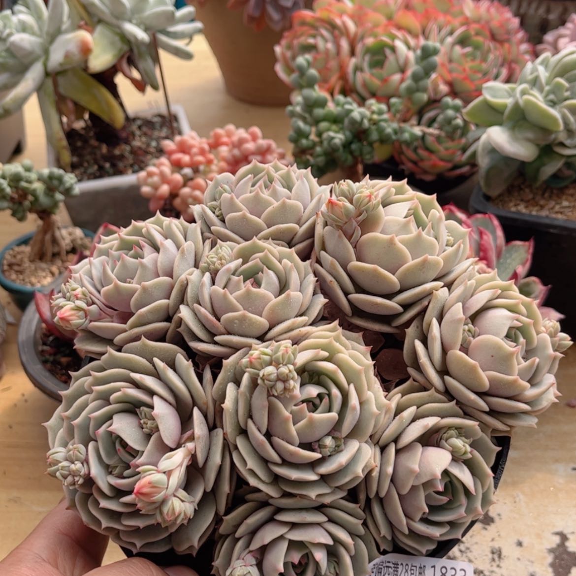 【闪购商品】1833露娜连