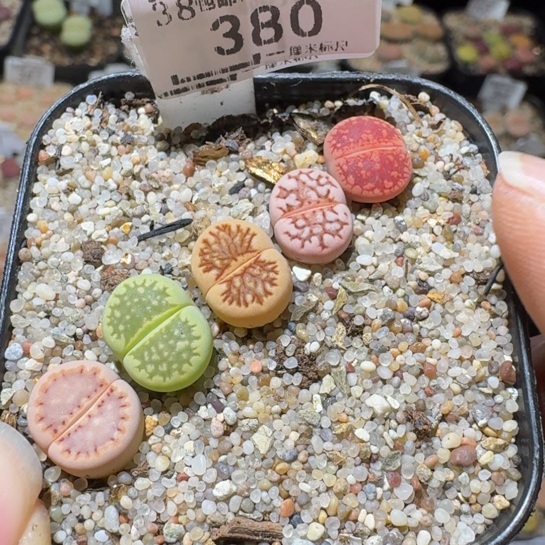 Sss精品便宜出380