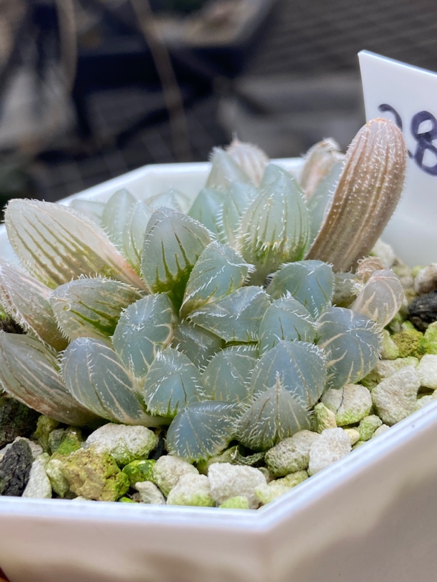 双头极上斑天狼星玉露锦