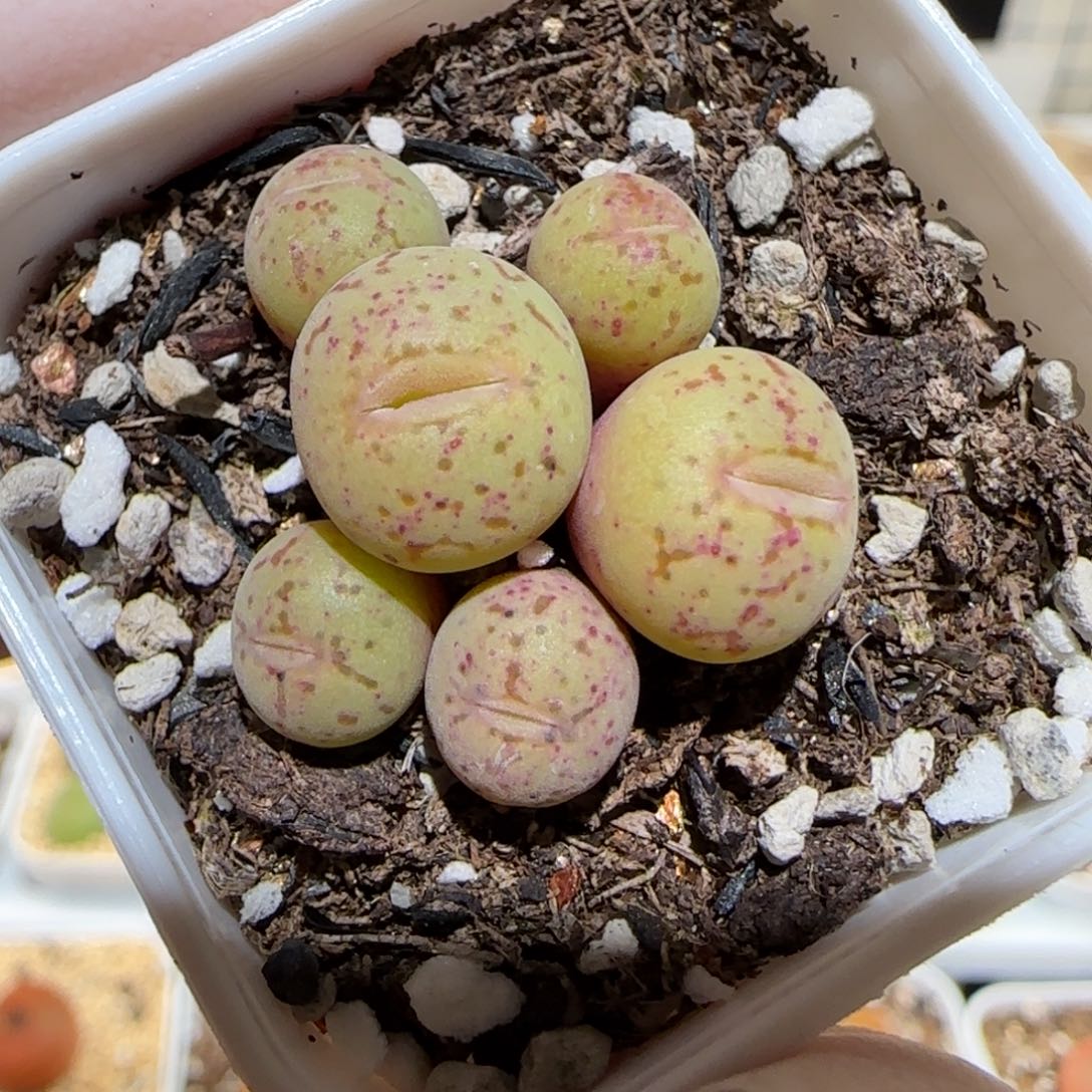 肉锥多肉植物百科1-1455