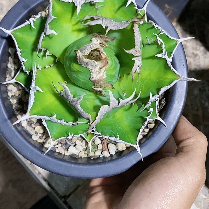 多肉植物龙蛇兰植物
