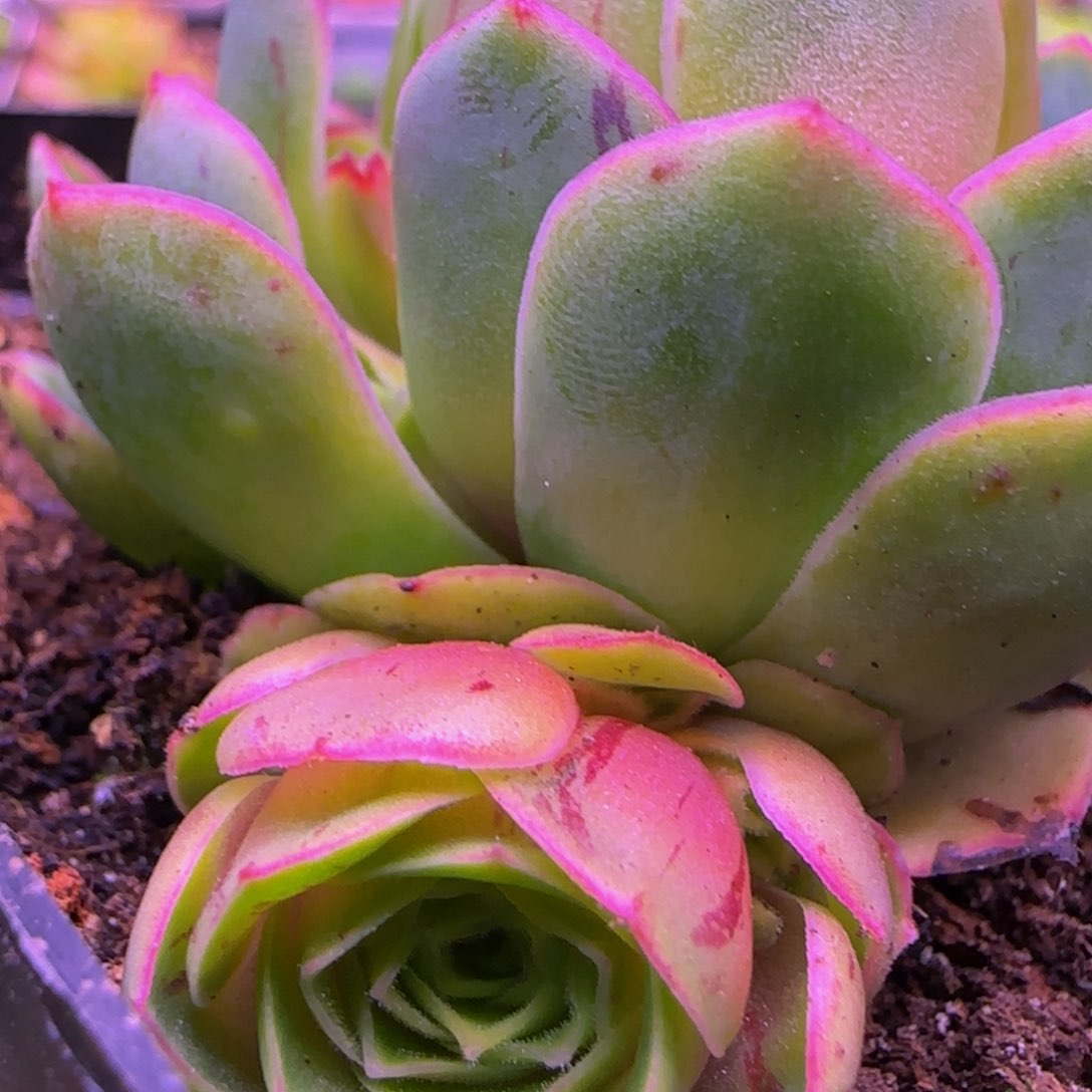 清秋侧芽132346565353535353