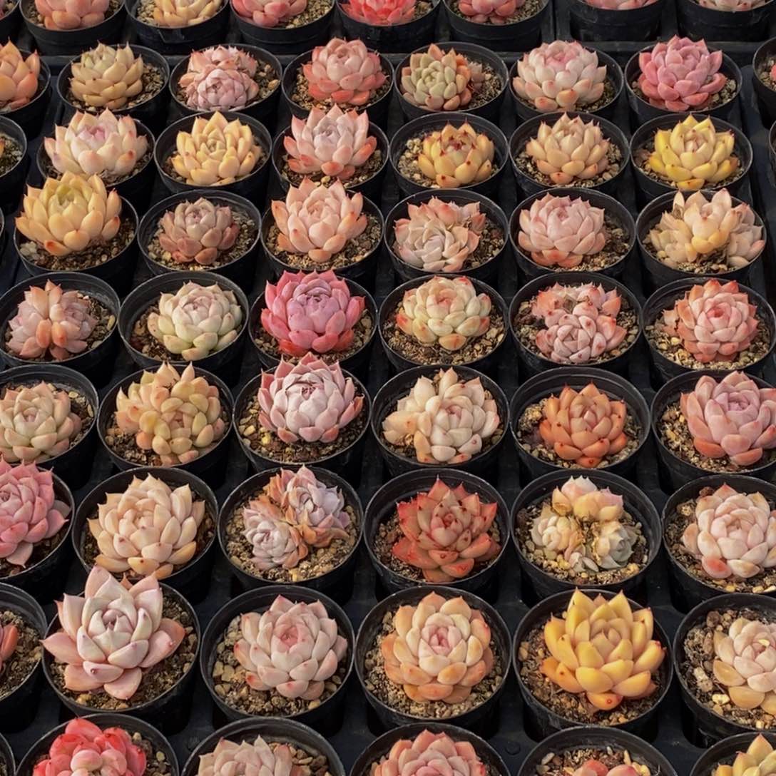 729的人生态度是一