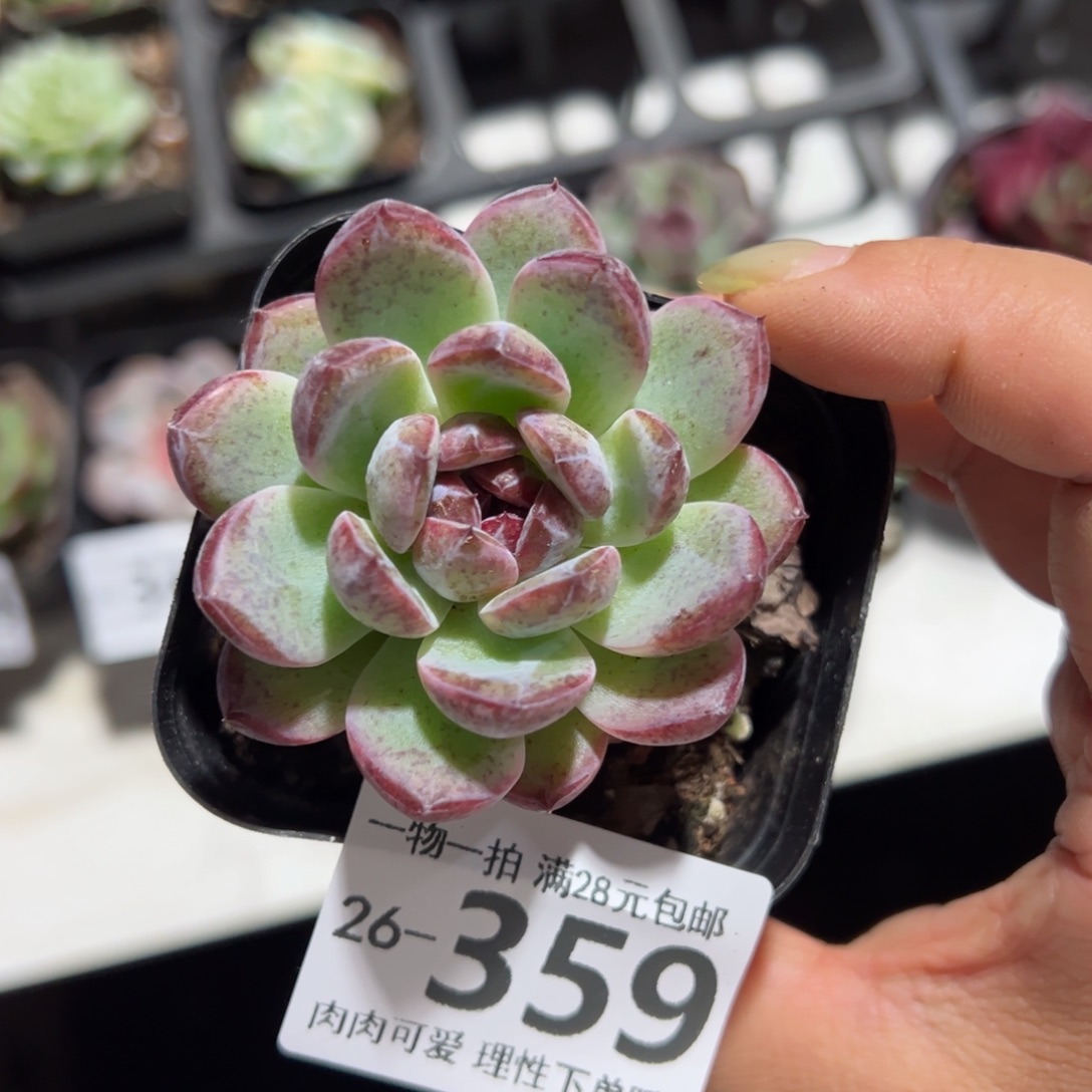 优选糖心多肉多肉多肉多肉