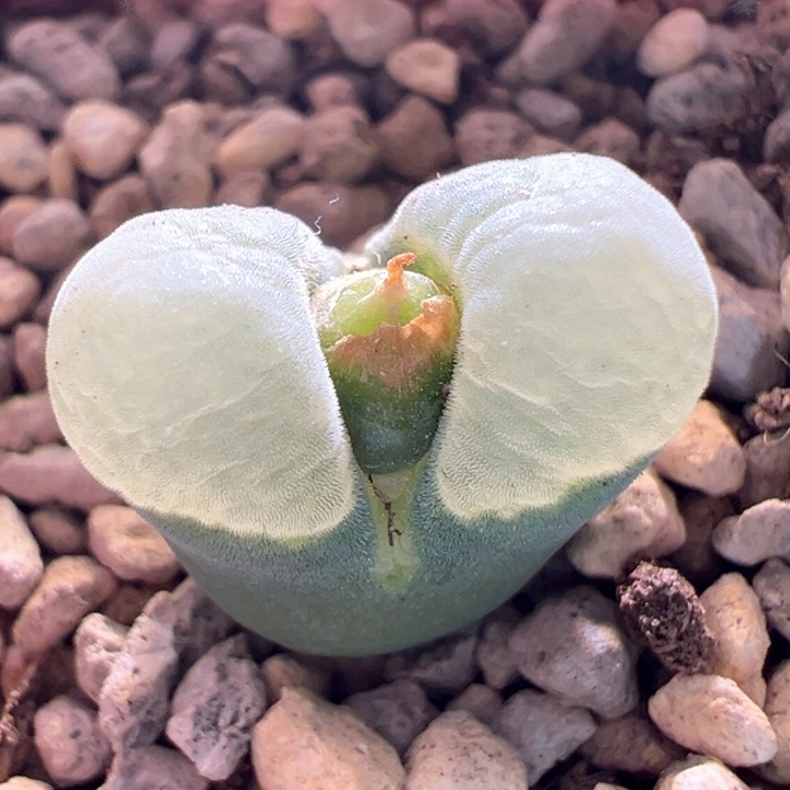 w295。优选青蛙5年2151。天鹅绒窗风铃88折后价