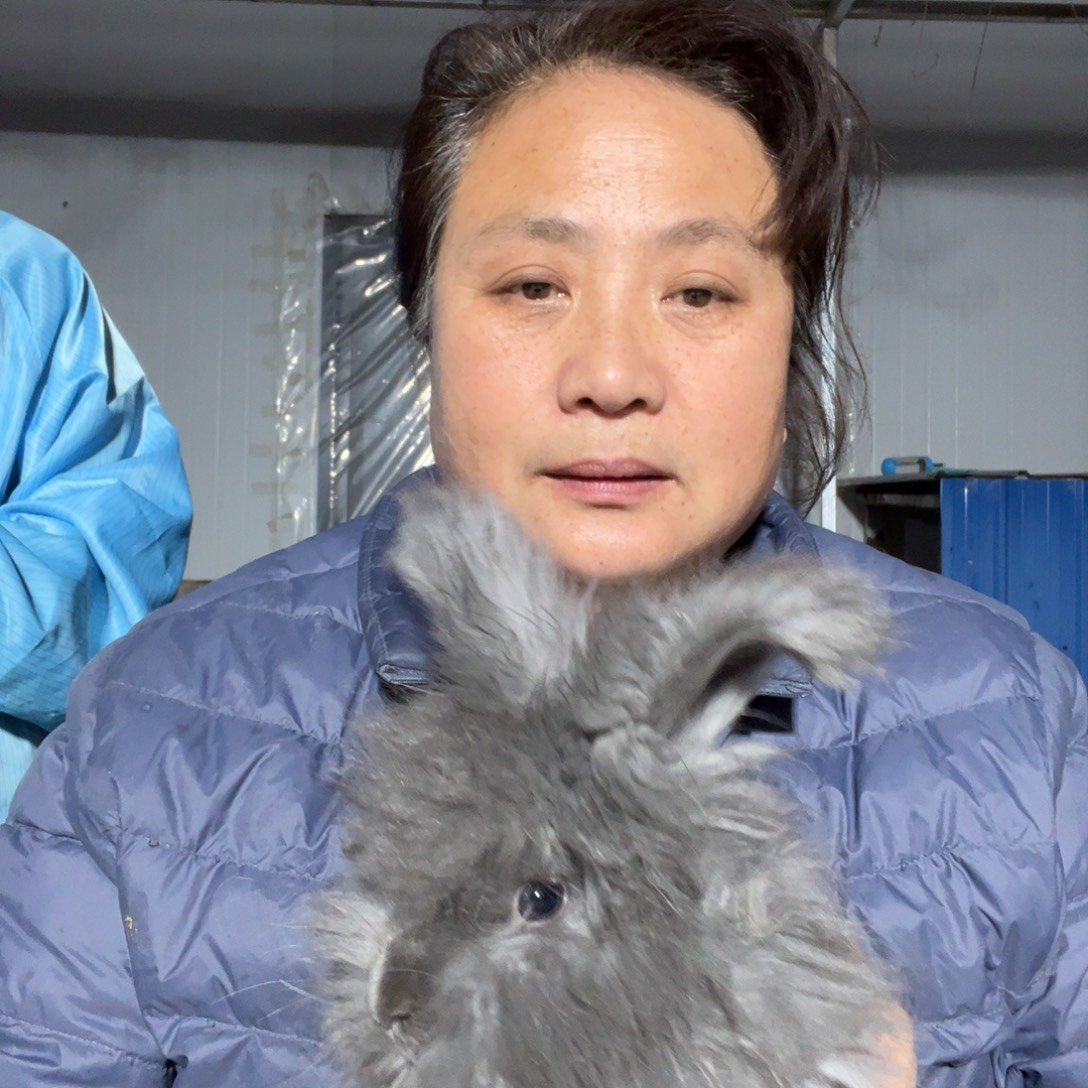 宠物兔英系安哥拉兔