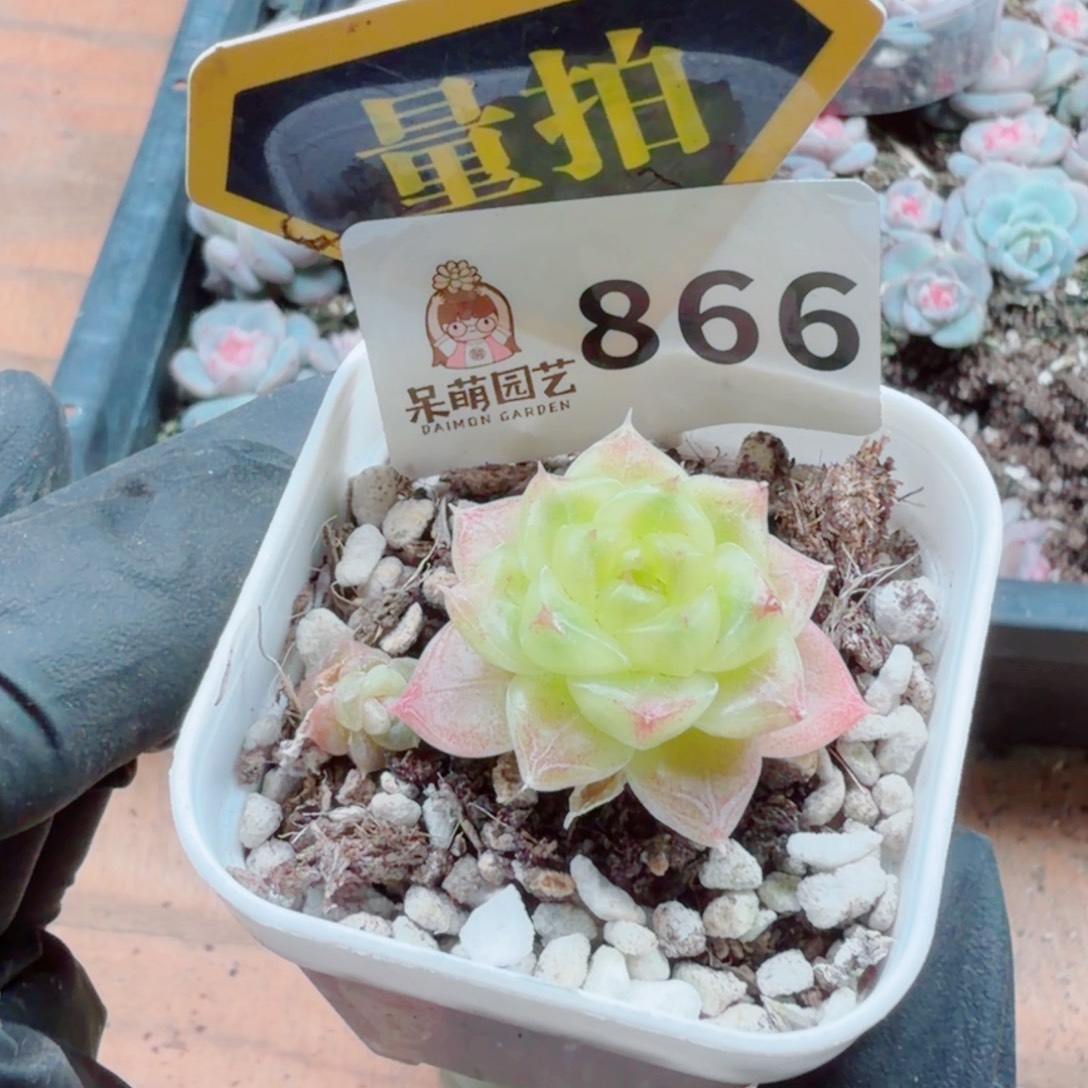 多肉植物多肉的植物