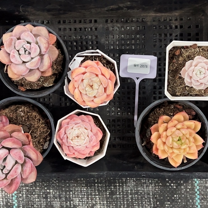 ****J20078号框。 福利多多