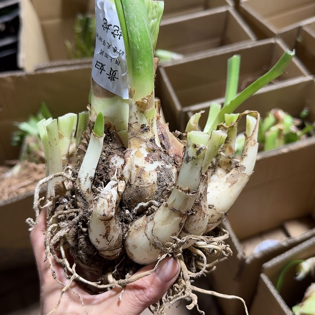 贵妇7+坨坨开花球发发