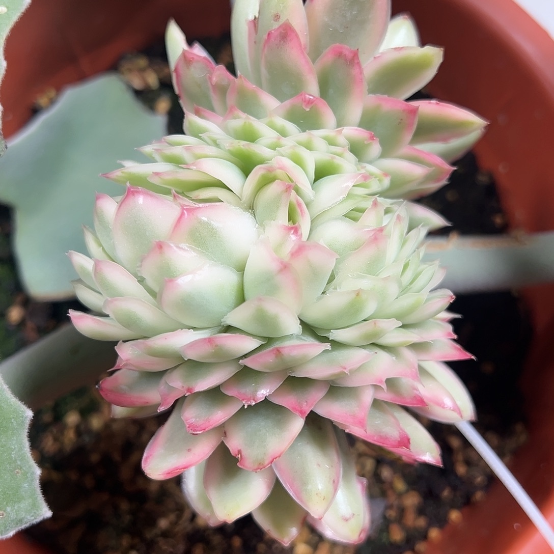 紫蝴蝶锦缀嫁接多肉