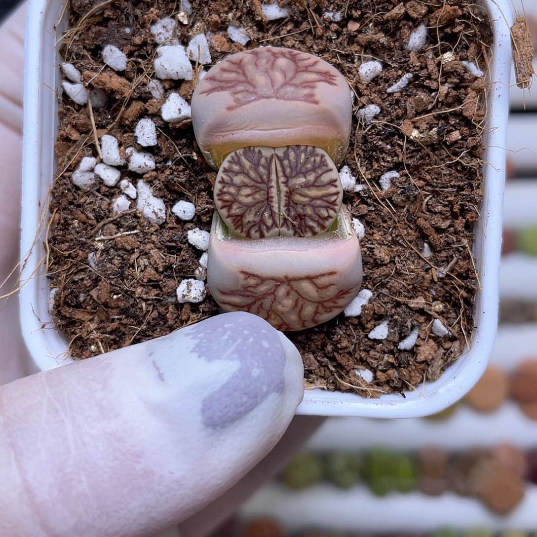 245号 血管莲花菊