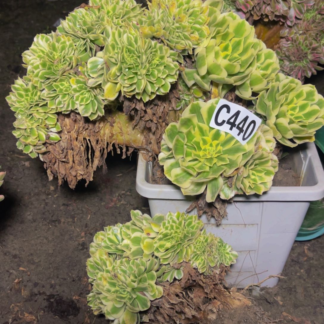 迈巴赫法师16///13包邮