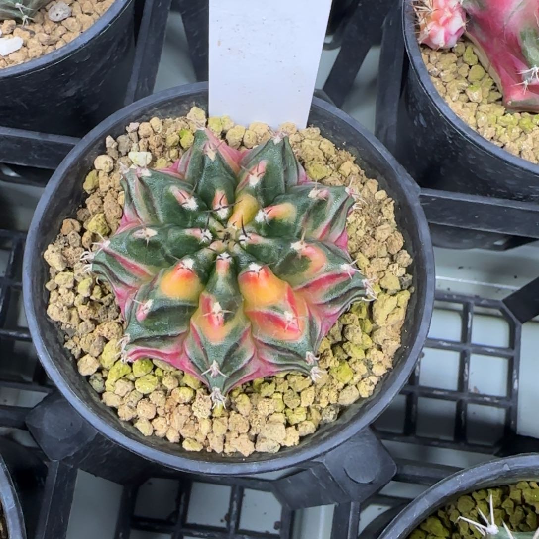 73-0214实生脱土发多肉