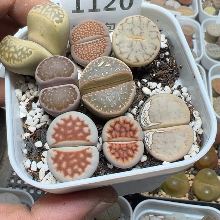 【闪购商品】 1120。    