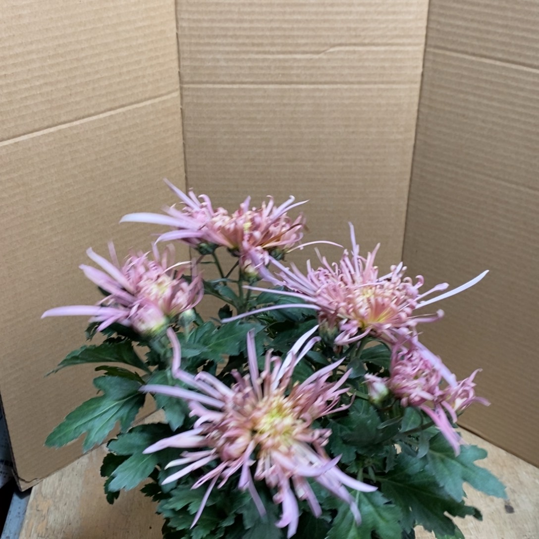 完全开放000000146