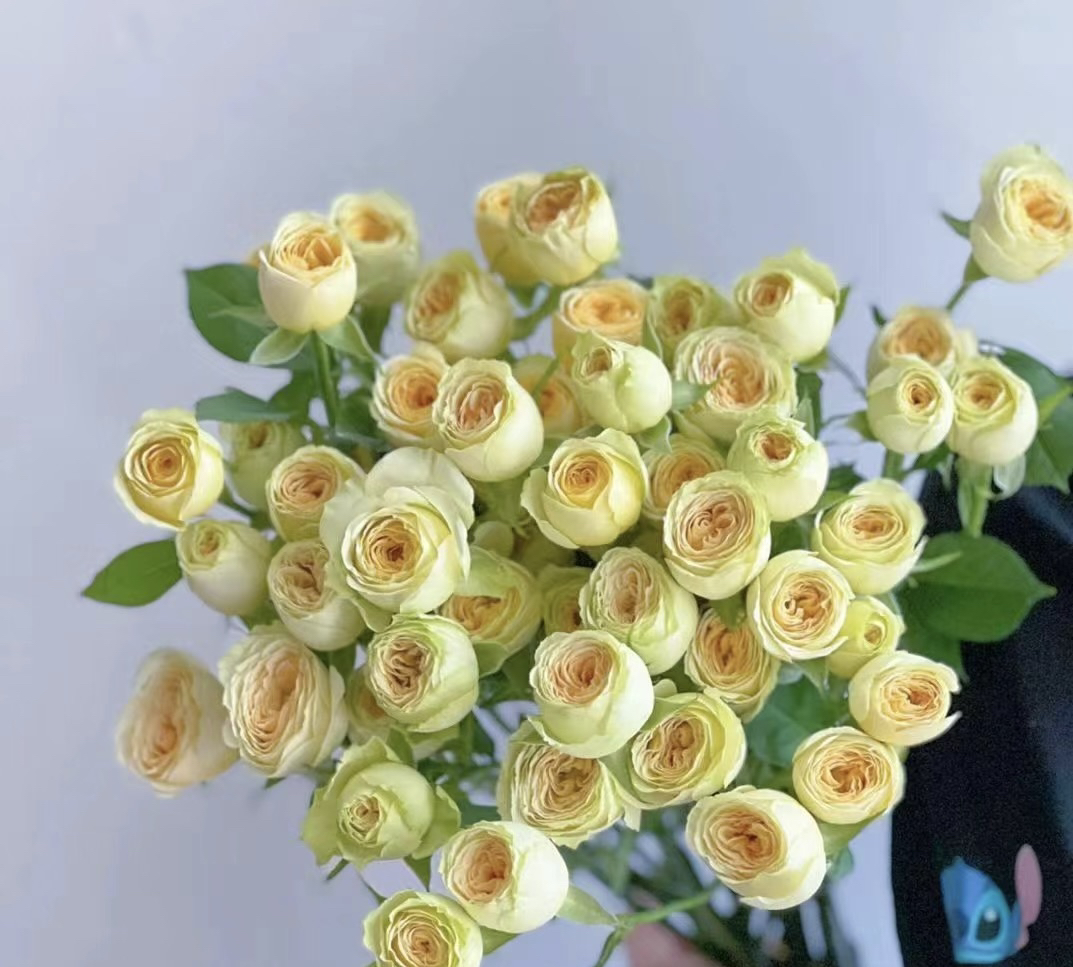 【牛油果】多头玫瑰10支 已发货不支持退款 任意两单京东/顺丰