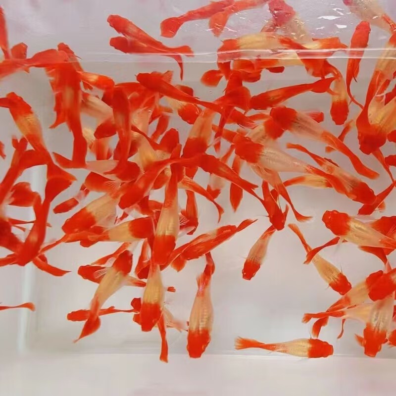 鸿运当头孔雀鱼活体热带观赏淡水好养耐活胎生凤尾小型胎生鱼