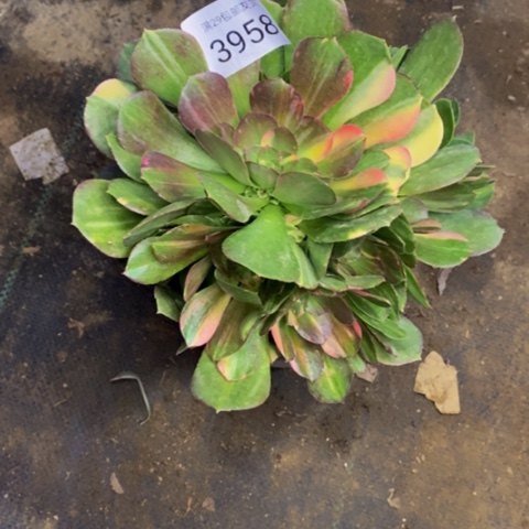 邵修七彩拉丝锦多肉3958