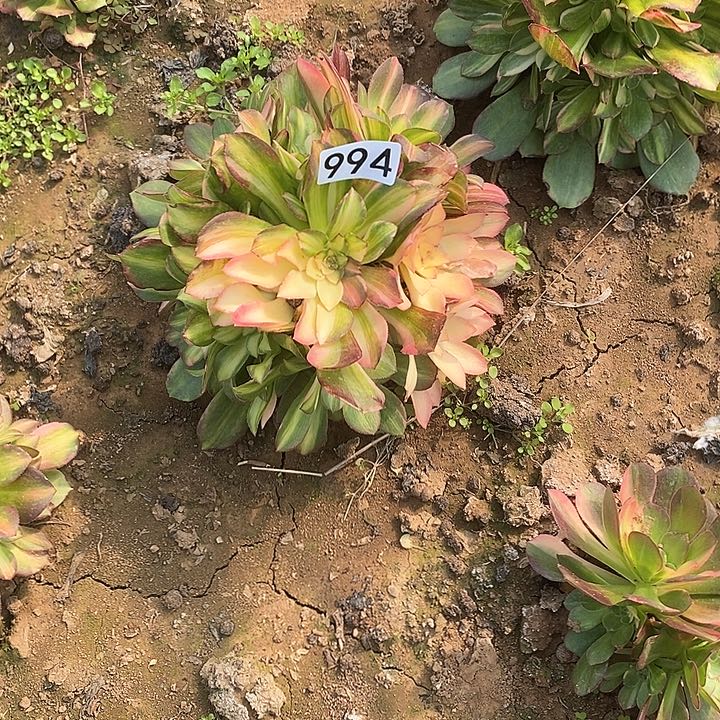 多肉植物法师994韶秀七彩